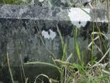 image of grave number 972900